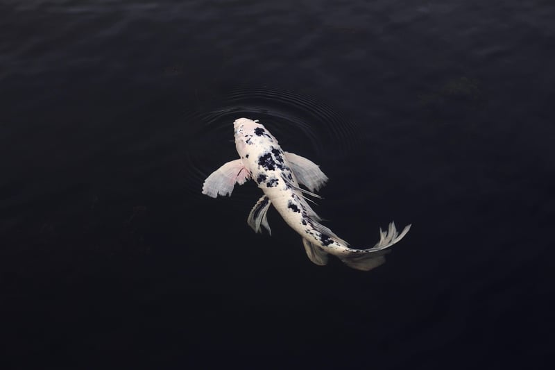 Koi Fish