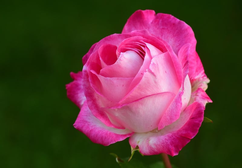 Pruning Rose Bushes