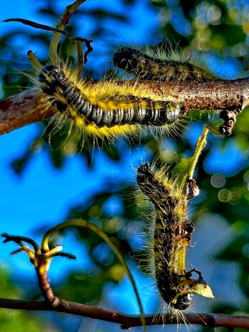 Caterpillar on Flower